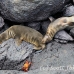 lion_sea_galapagos_spz_h_0312_ecu2014.jpg
